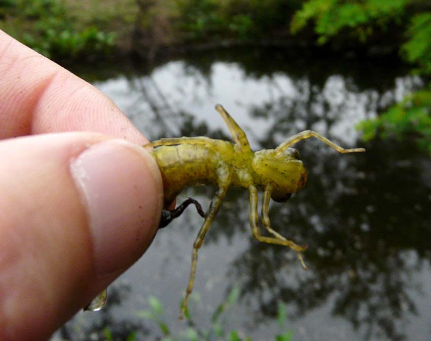 Triturus alpestris apuanus sulla Collina Torinese